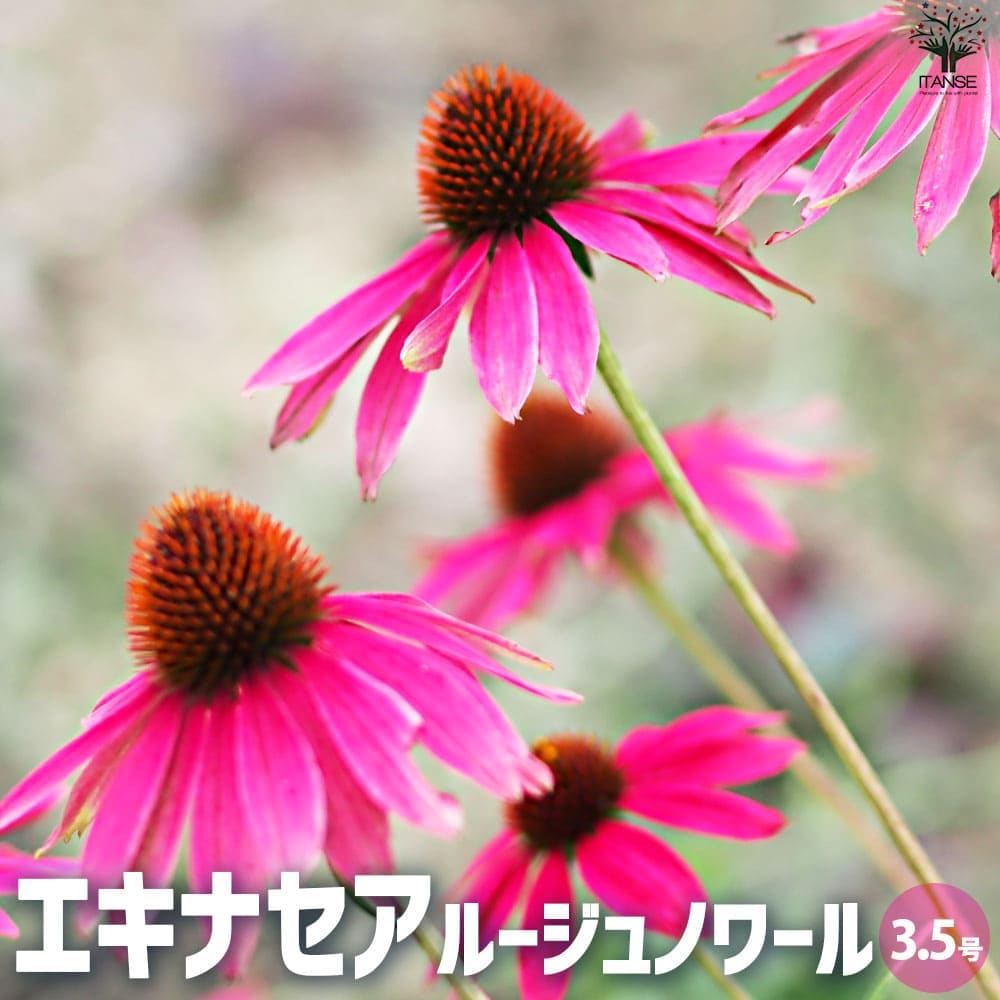 エキナセア ルージュノワール【花苗 3.5号ポット】