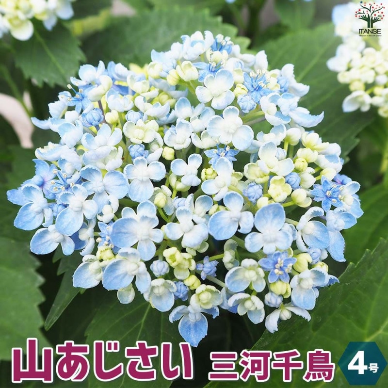 ヤシ フェニックス・ロベレニー 【観葉植物 6号鉢／1個売り