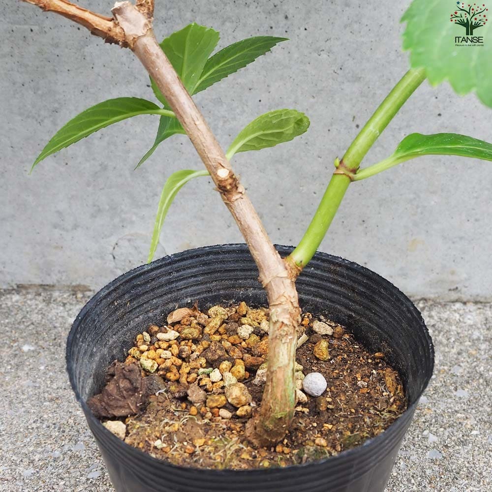 山アジサイ 三河千鳥(ミカワチドリ)【花苗 4号ポット】｜ 【植物の