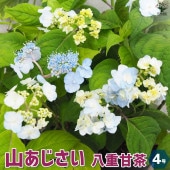 山アジサイ 八重甘茶(ヤエアマチャ)【花苗 4号ポット】|花苗