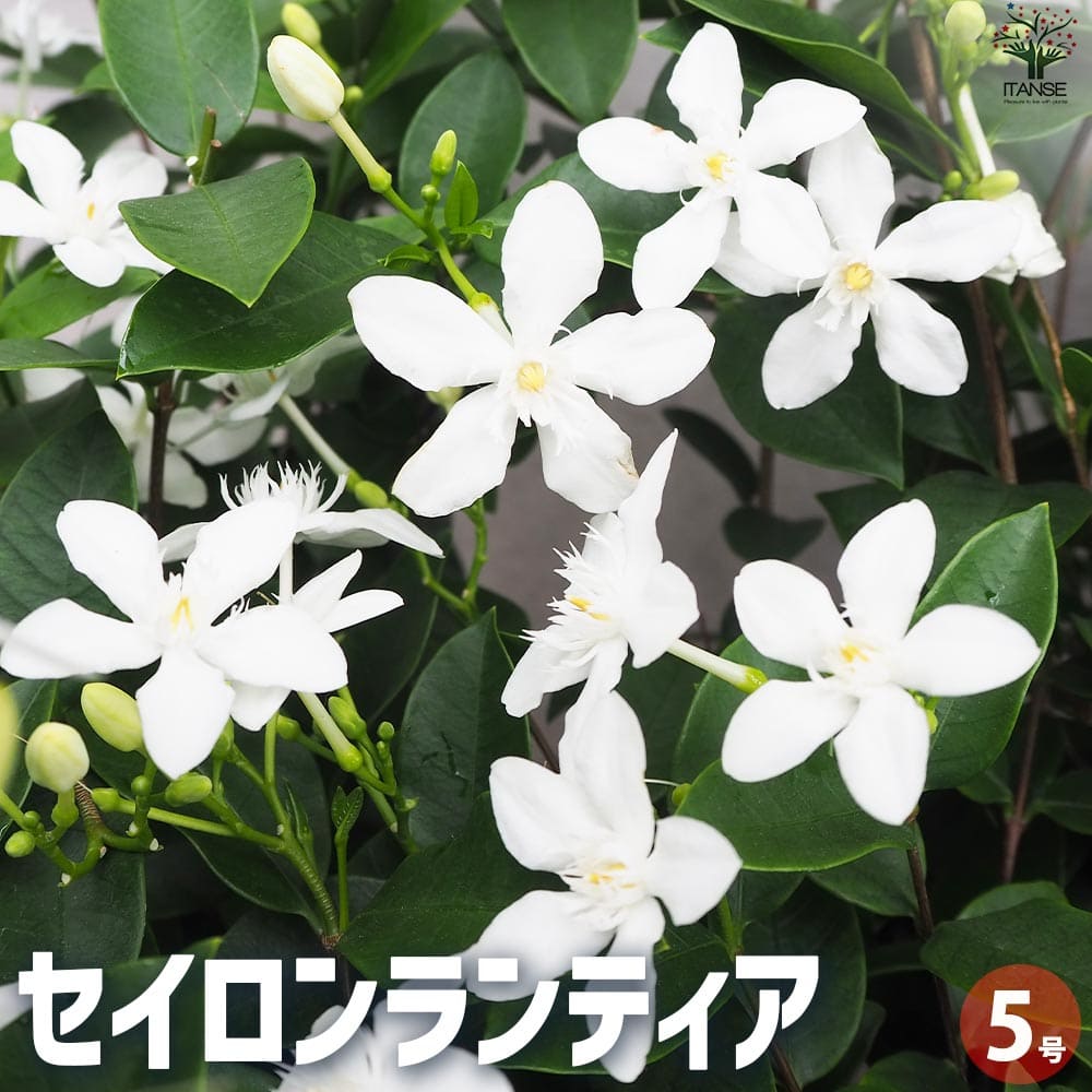 セイロンランティア【花苗 5号鉢】