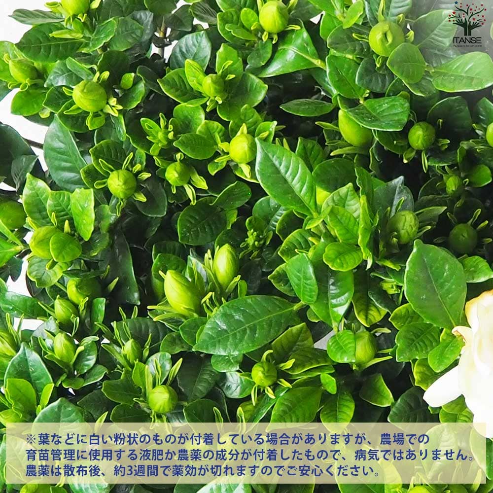 クチナシ ヌマタ 八重咲【花苗 4.5号鉢】｜ 【植物のITANSE