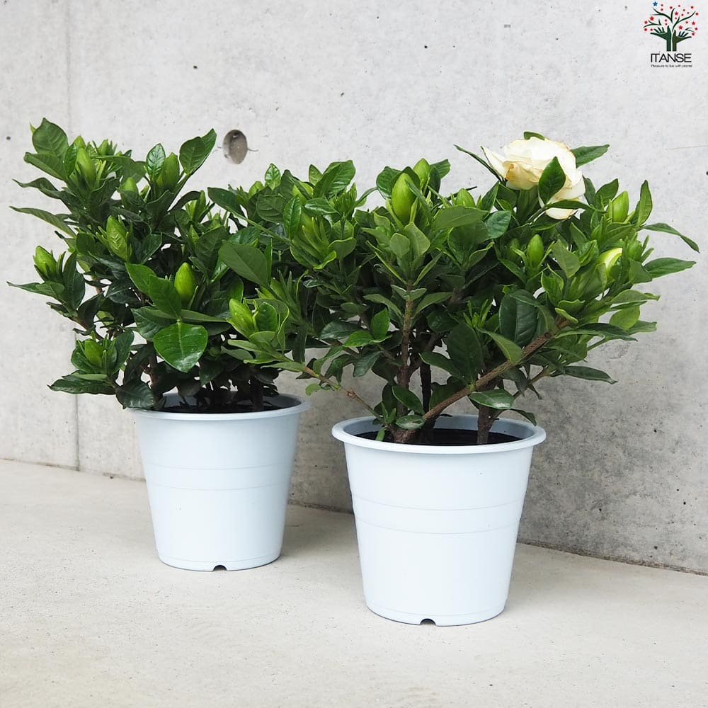 クチナシ ヌマタ 八重咲【花苗 4.5号鉢】｜ 【植物のITANSE