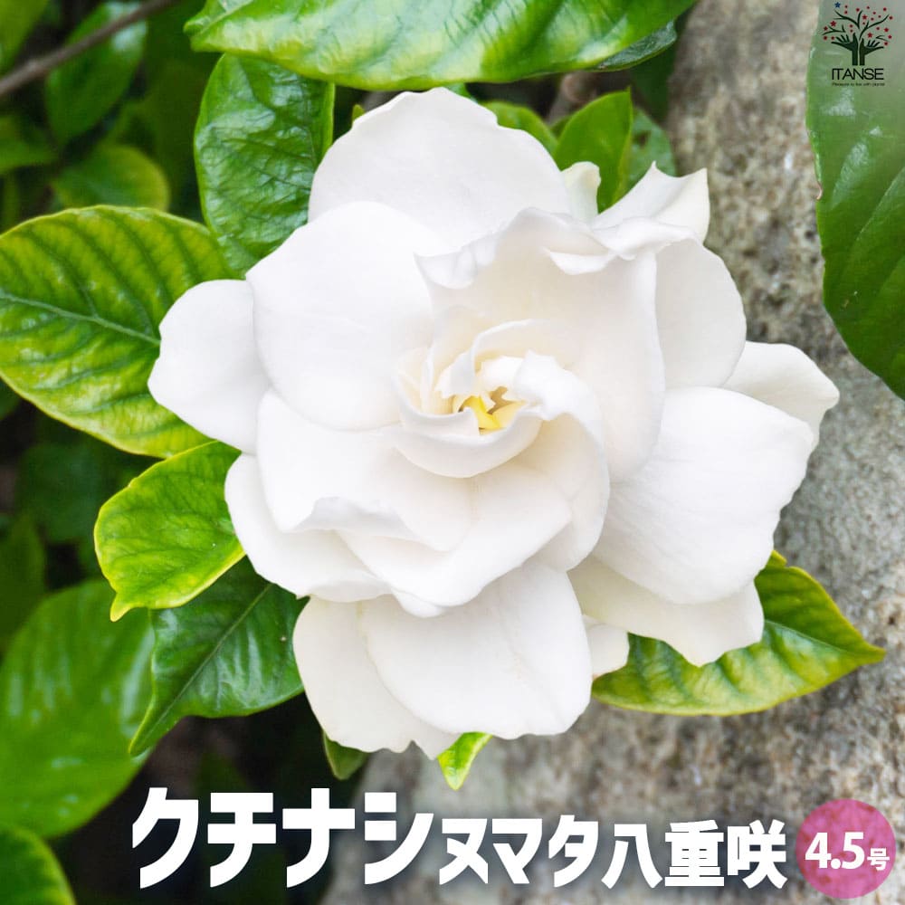 クチナシ ヌマタ 八重咲【花苗 4.5号鉢】｜ 【植物のITANSE