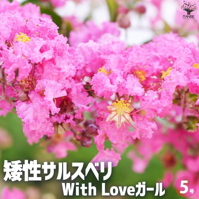 セントポーリア　Pon Lechuza Pon - 12 Liter Factory Bags - READ DESCRIPTION