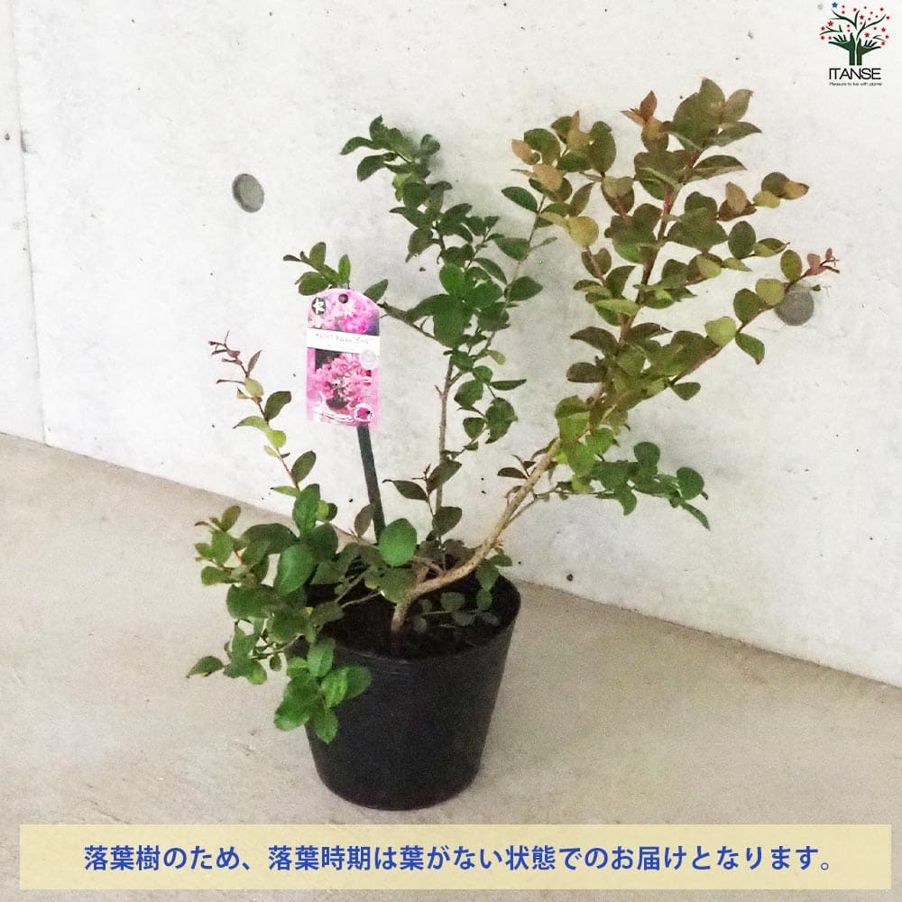 矮性サルスベリの苗木 品種：With Love・ガール【花苗 5号ポット