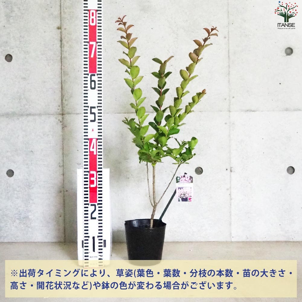 矮性サルスベリの苗木 品種：With Love・ベイブ【花苗 5号ポット