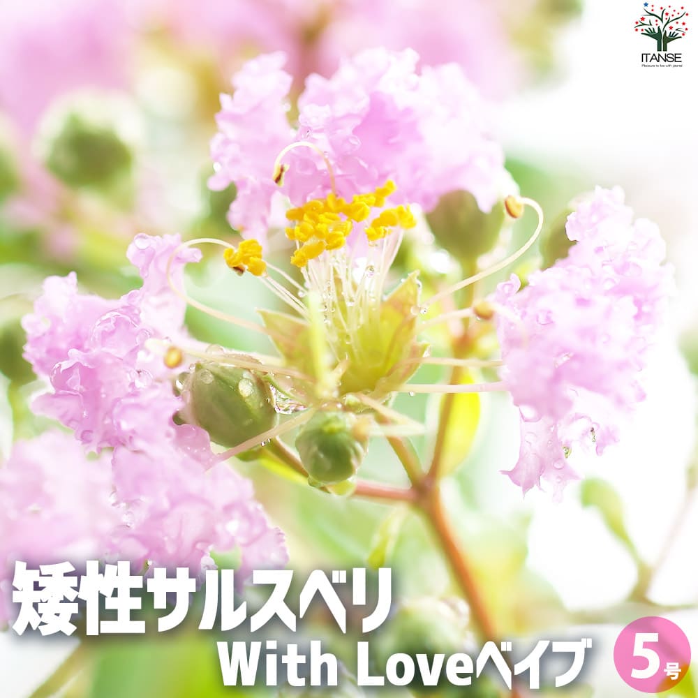 矮性サルスベリの苗木 品種：With Love・ベイブ【花苗 5号ポット】