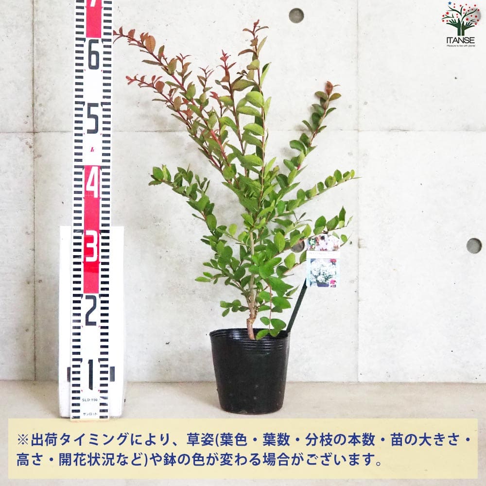 矮性サルスベリの苗木 品種：With Love・ヴァージン【花苗 5号ポット