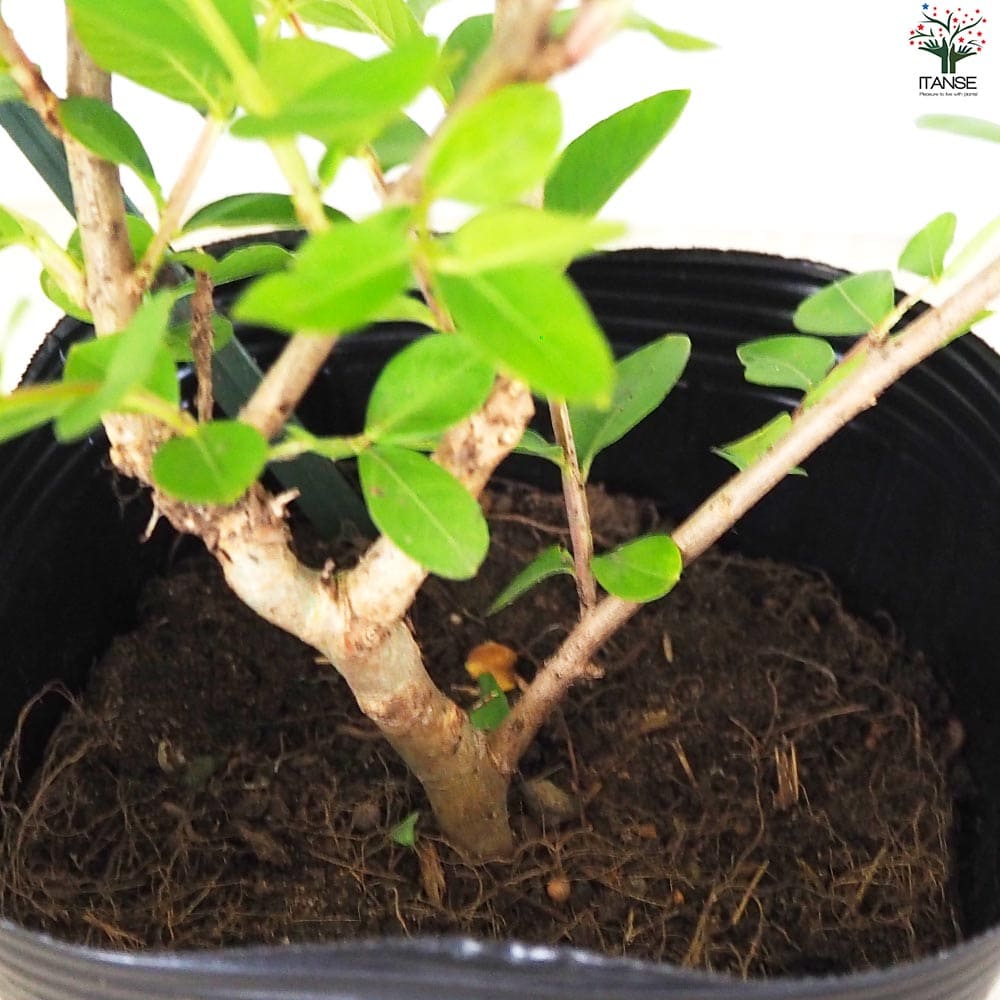 矮性サルスベリの苗木 品種：With Love・ヴァージン【花苗 5号ポット