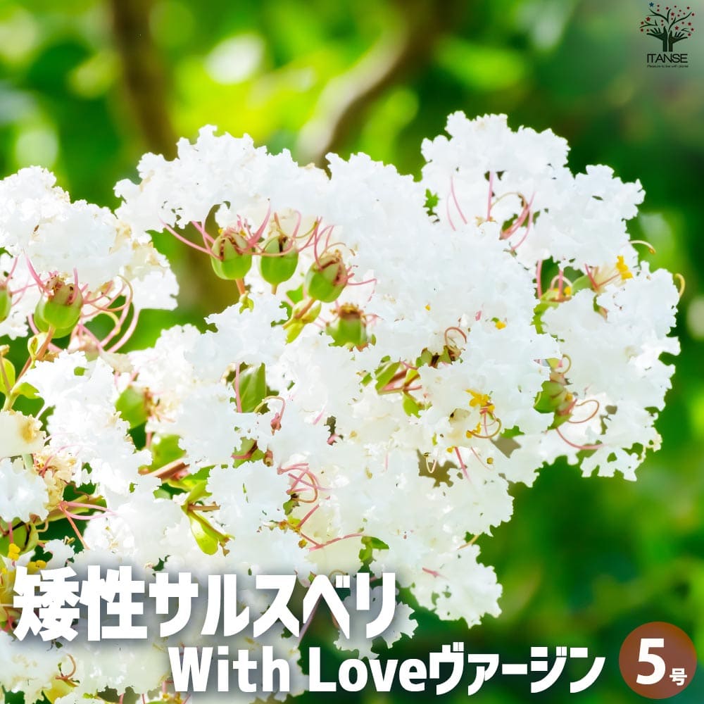 矮性サルスベリの苗木 品種：With Love・ヴァージン【花苗 5号ポット】