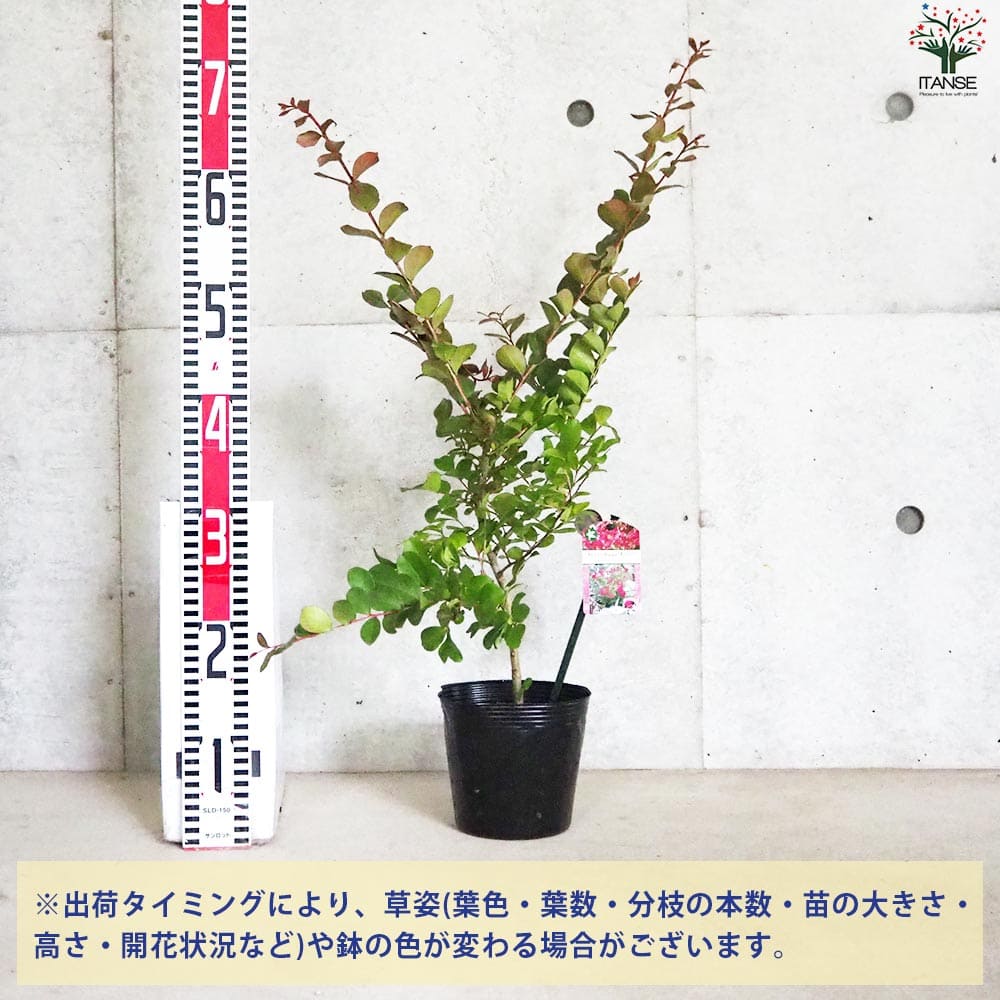 矮性サルスベリの苗木 品種：With Love・チェリー【花苗 5号ポット
