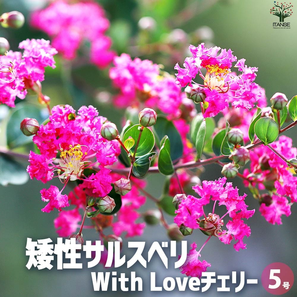 矮性サルスベリの苗木 品種：With Love・チェリー【花苗 5号ポット