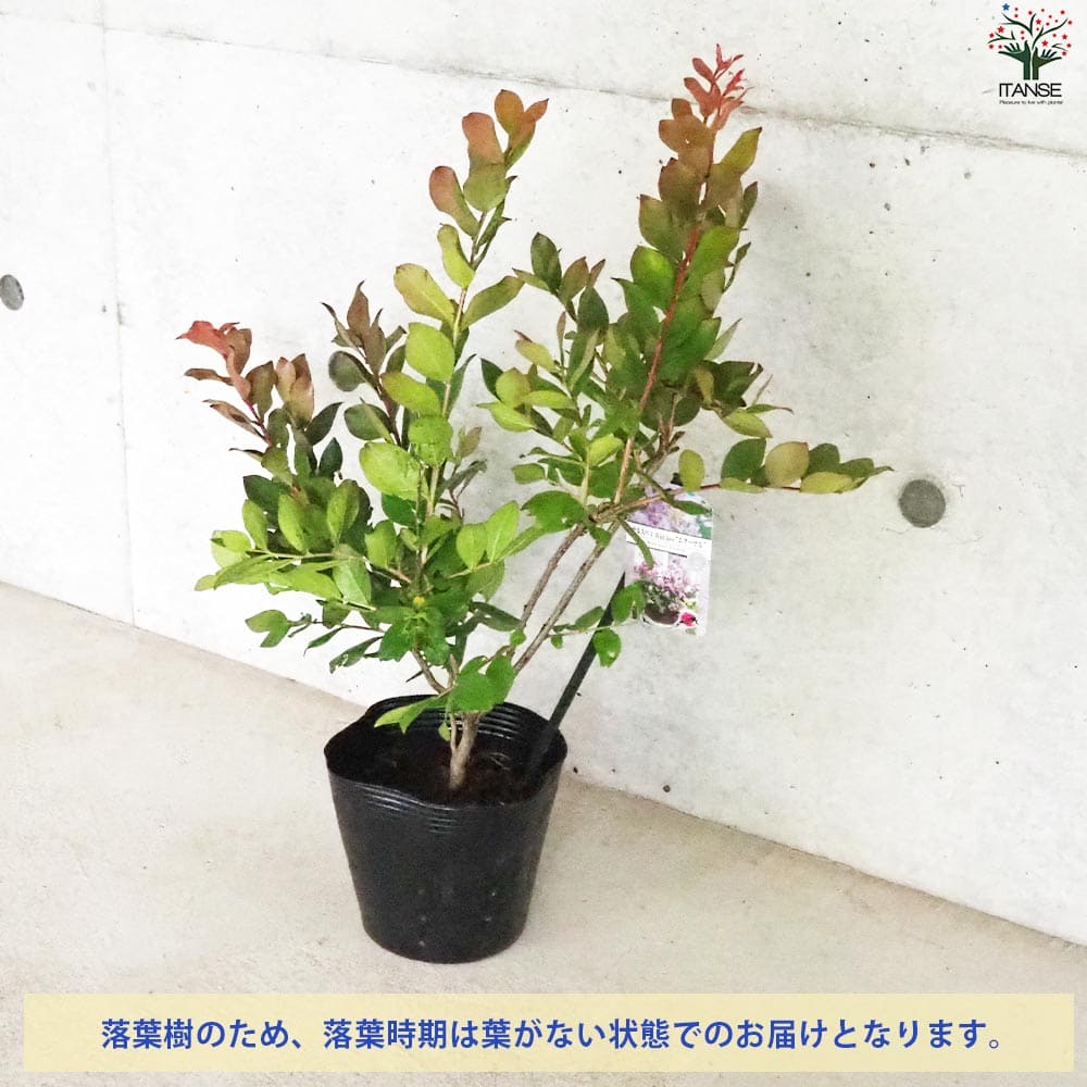 サルスベリ　特大株苗　9号か鉢　多年生 矮性サルスベリの苗木 品種：With Love・エターナル【花苗 5号ポット