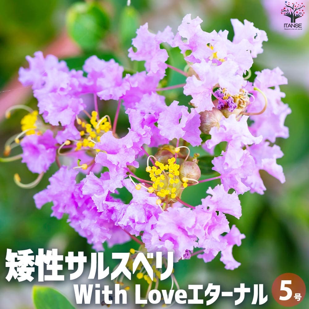 矮性サルスベリの苗木 品種：With Love・エターナル【花苗 5号ポット】