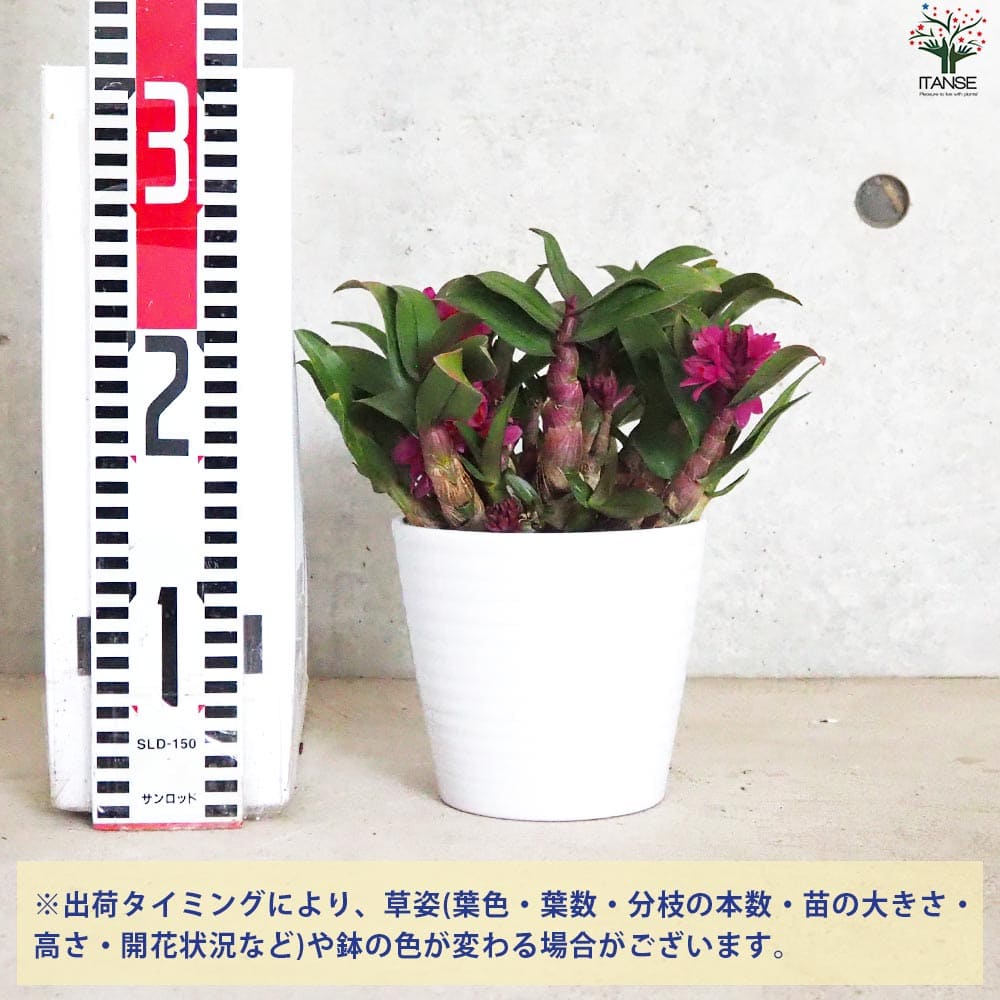 デンドロ ヒビキ濃ピンク【花苗 4.5号陶器鉢】｜ 【植物のITANSE