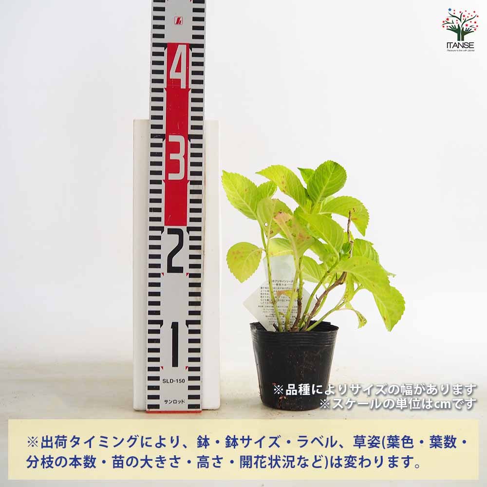 花終わり訳ありアジサイ 花色・品種ミックス2個～【花苗 3～4号鉢