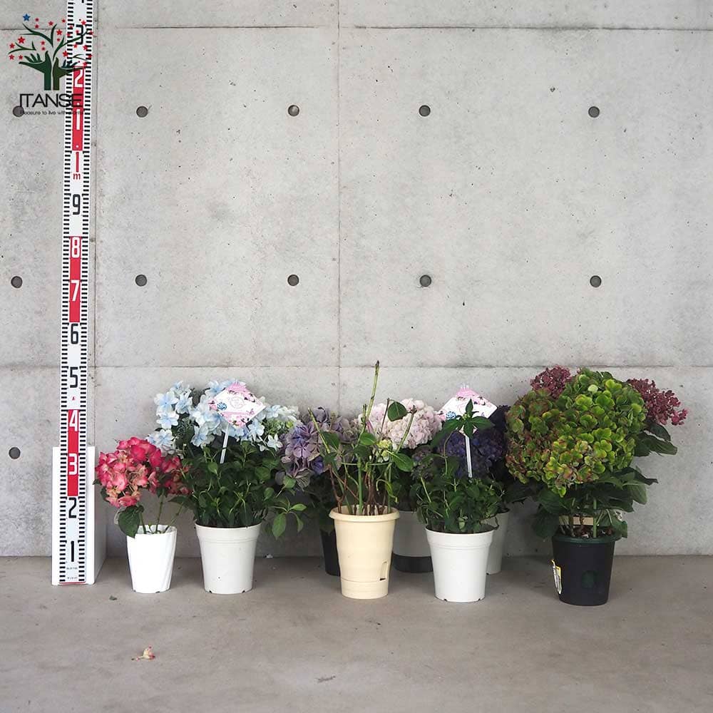 【専用商品】　アジサイ　オーダーアソート　6寸1種4鉢　紫陽花 楽天市場】【初夏の花】 鉢植え 花 ギフト お多福紫陽花 5号鉢