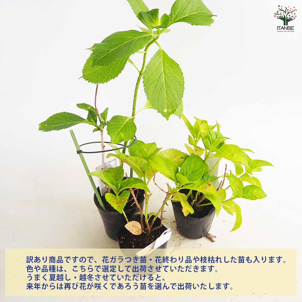 花終わり訳ありアジサイ 花色・品種ミックス2個～【花苗 3～4号鉢