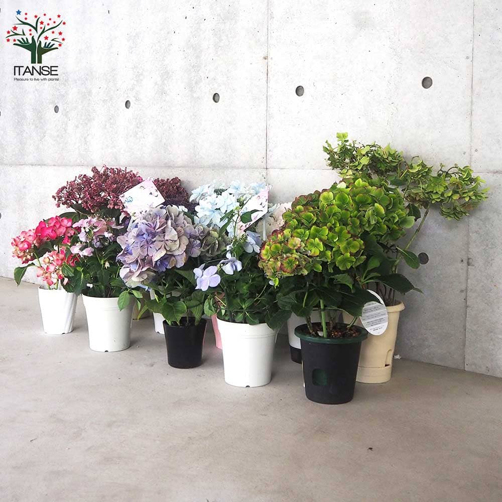 花終わり訳ありアジサイ 花色・品種ミックス2個～【花苗 3.5～6号鉢