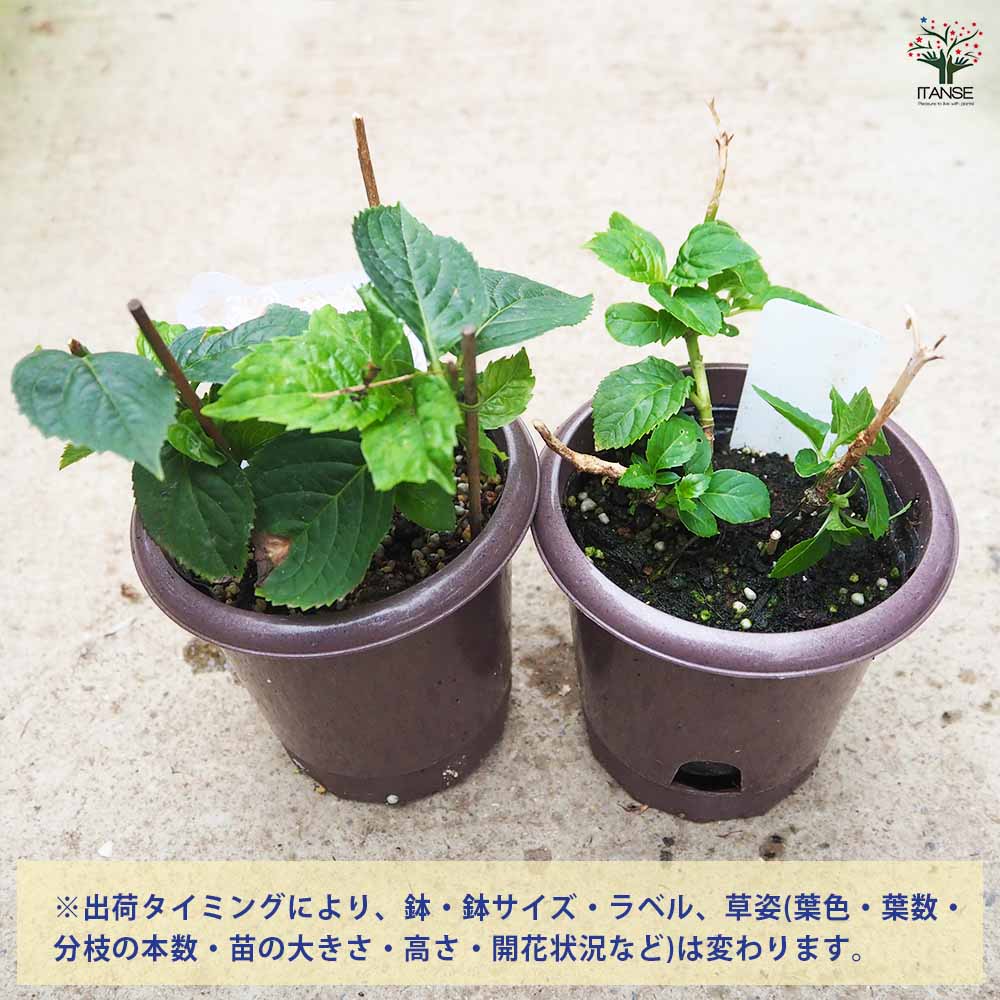 7.紫陽花 花終わり　4種セット×2 送料込み 花終わり訳ありアジサイ 花色・品種ミックス2個～【花苗 3～4号鉢