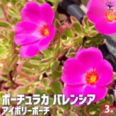 ポーチュラカ バレンシア アイボリーポーチ2個〜【花苗 3号ポット】|花苗