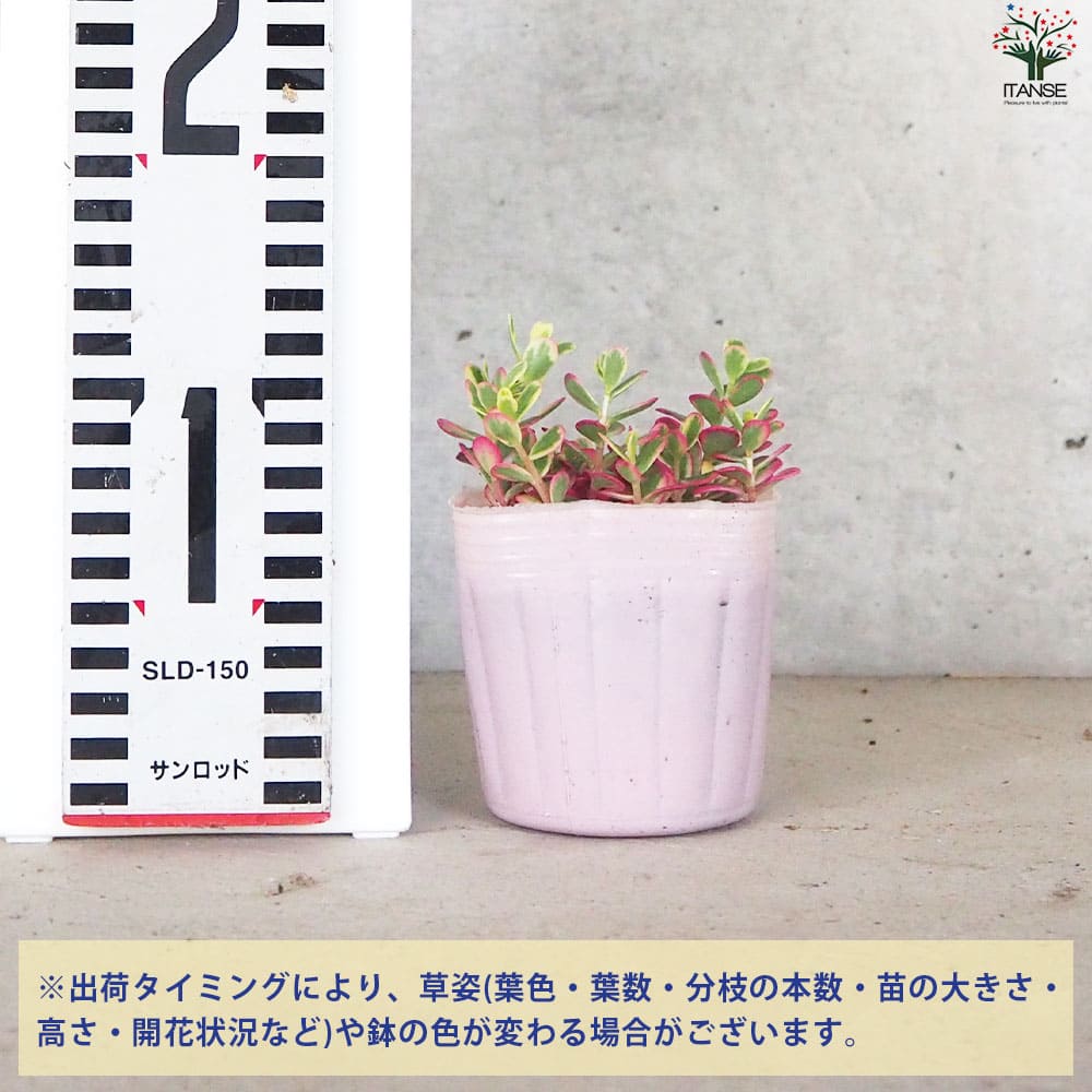 ポーチュラカ バレンシア アイボリーポーチ2個～【花苗 3号ポット