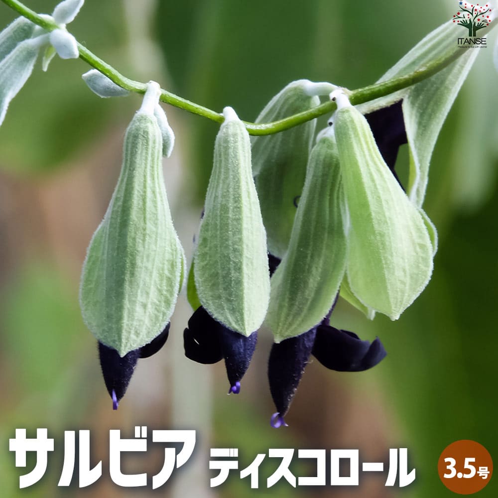 サルビア ディスコロール2個～【花苗 3.5号ポット】