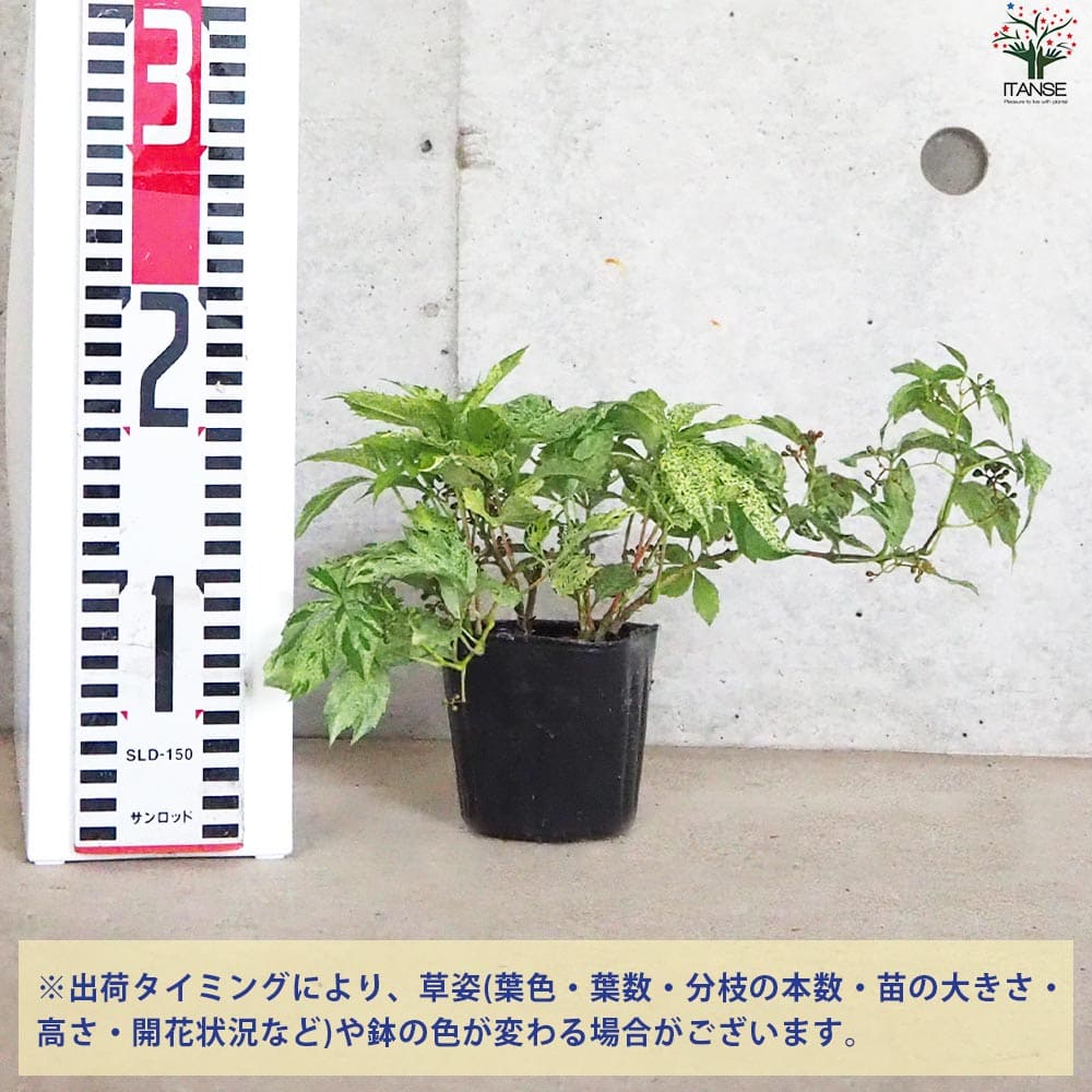 アメリカヅタ 斑入り葉2個～【花苗 3号ポット】｜ 【植物の