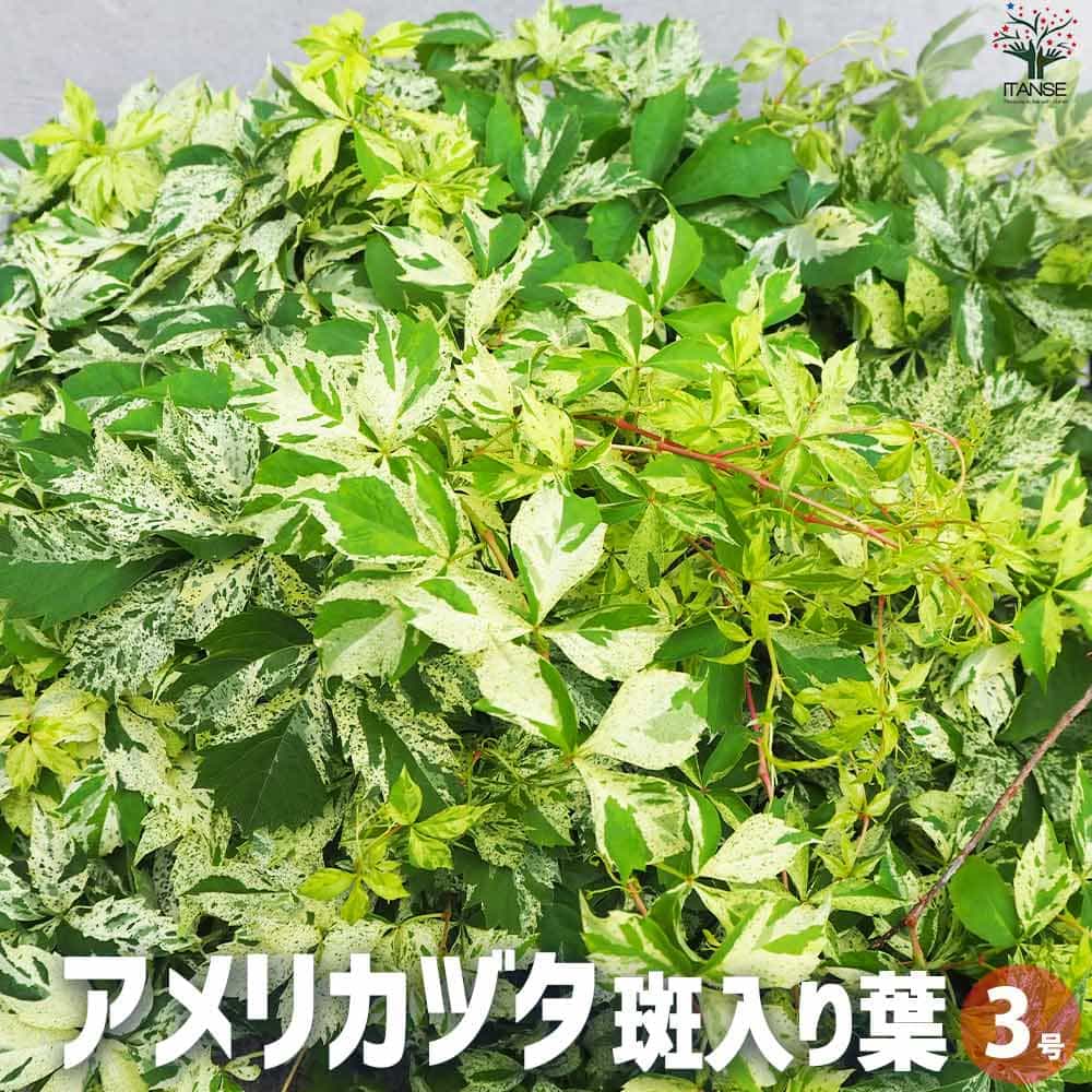 アメリカヅタ 斑入り葉2個～【花苗 3号ポット】