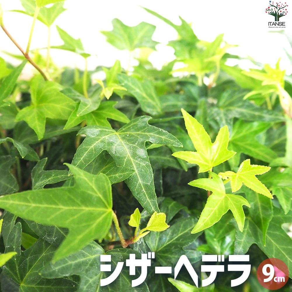 シザーヘデラ2個～【花苗 9cmポット】