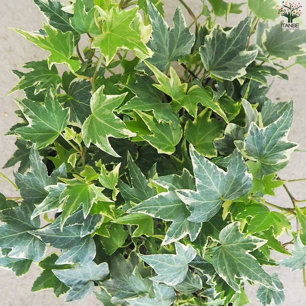 ヘデラ シルバーヘデラ2個～【花苗 9cmポット】｜ 【植物の 