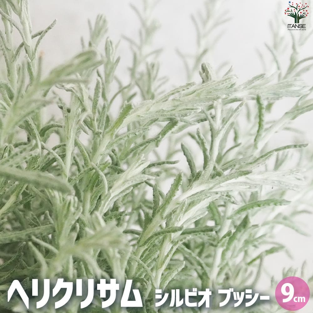 ヘリクリサム シルビオ ブッシー2個～【花苗 9cmポット】