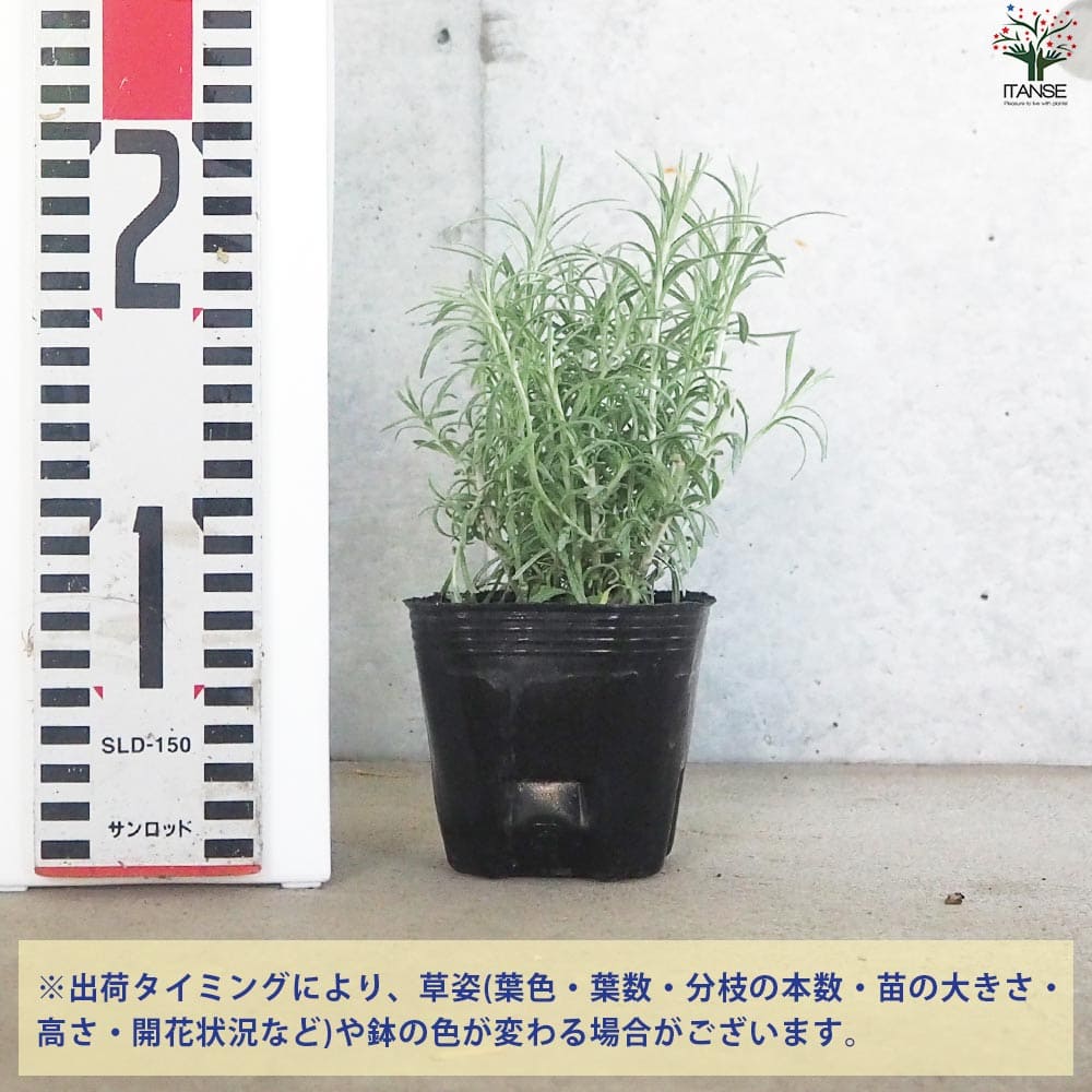 ヘリクリサム イタリカム トールカレー2個～【花苗 9cmポット