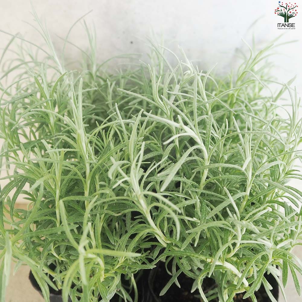 向日葵みたいなヘリクリサム ランダム9輪 ドライ】J・flow/ヘリクリサム オレンジ 大束 【GR-51】【01】 - 花材