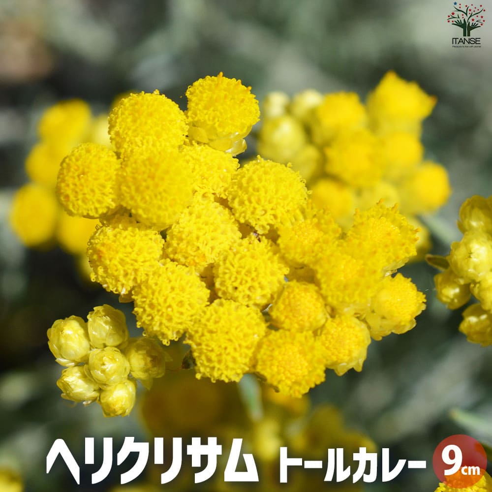 向日葵みたいなヘリクリサム ランダム9輪 【公式通販】