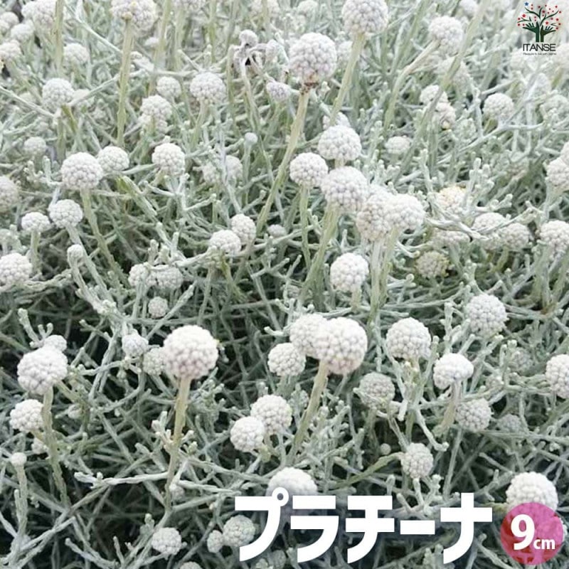 確認用　フジバカマ　斑入り　2ポット フジバカマ(斑入り) 【花苗 4号ポット】｜ 【植物のITANSE】全品