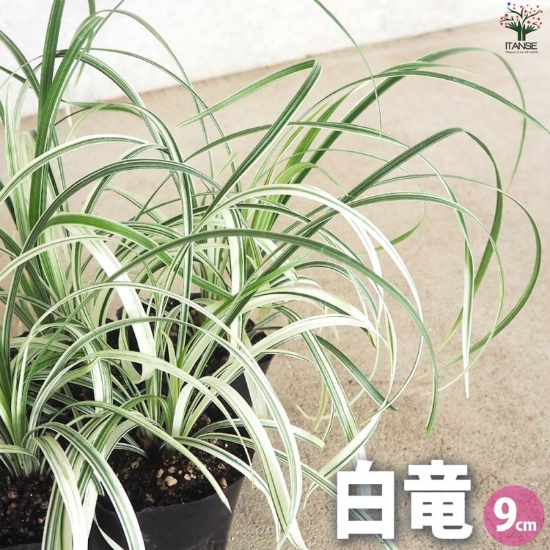 黒竜(コクリュウ) 竜の髭【花苗 9cmポット カラーリーフ】｜ 【植物の