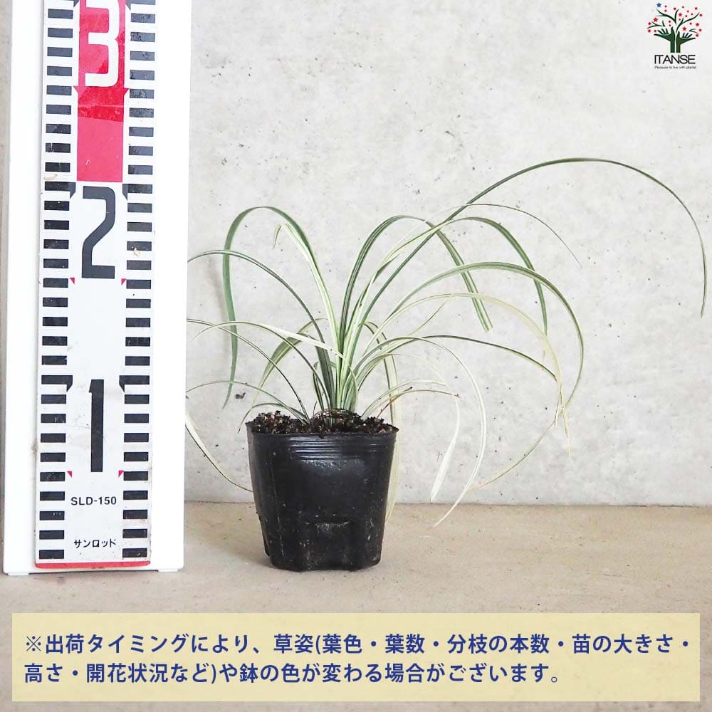 リュウノヒゲ 白竜 ハクリュウ2個～【花苗 9cmポット】｜ 【植物の