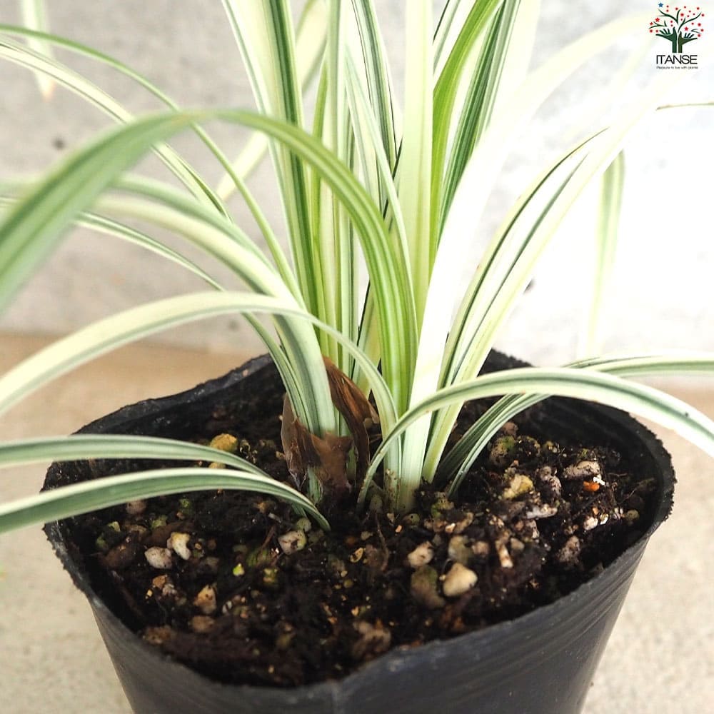 リュウノヒゲ 白竜 ハクリュウ2個～【花苗 9cmポット】｜ 【植物の