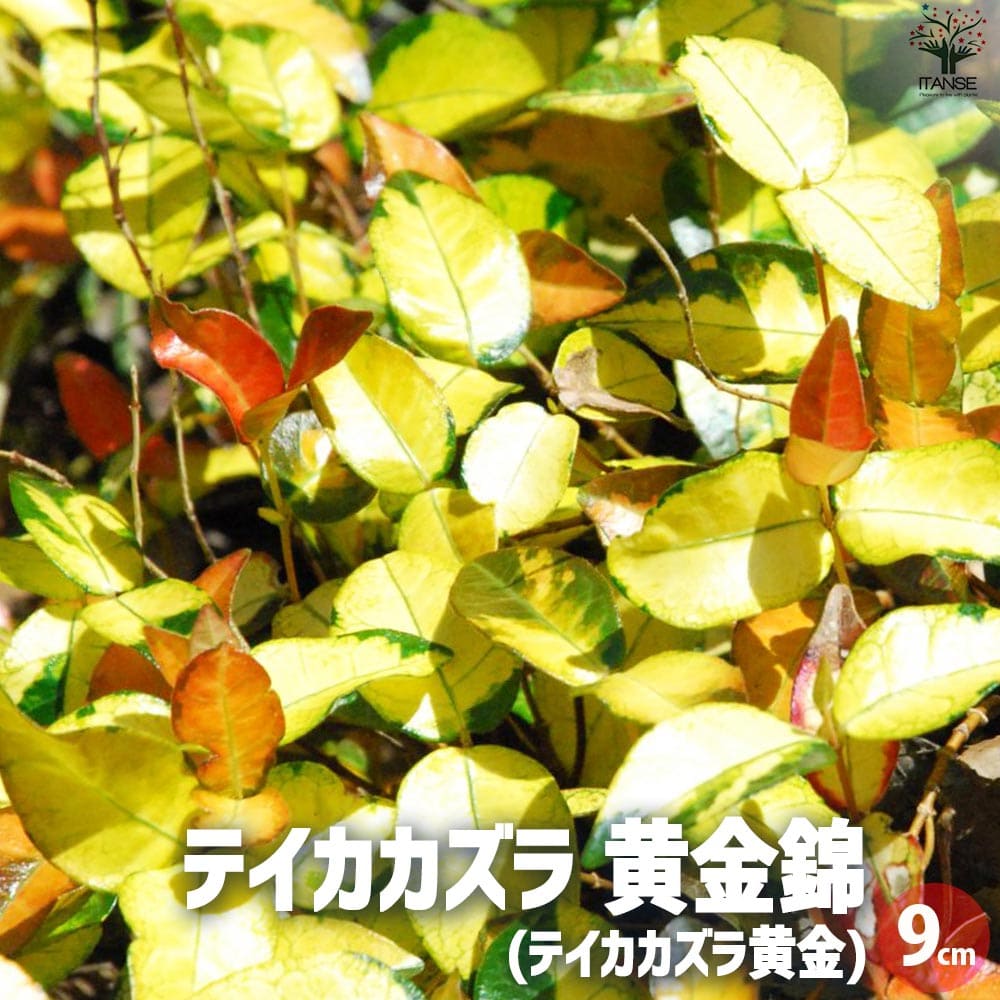 テイカカズラ 黄金錦2個～【花苗 9cmポット】
