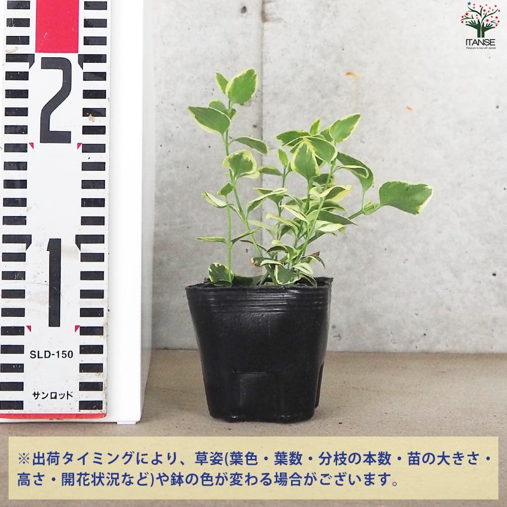 斑入り ツルニチニチソウ2個～【花苗 9cmポット】｜ 【植物の