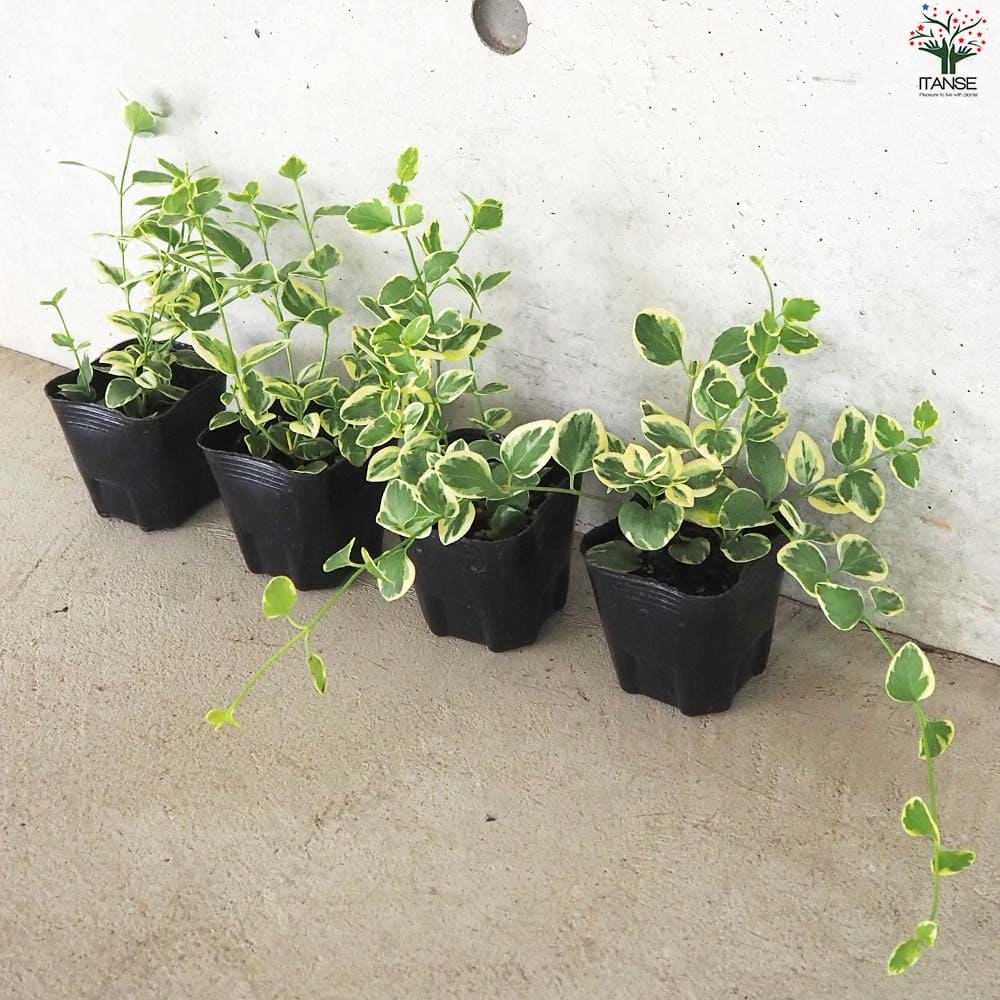 斑入り ツルニチニチソウ2個～【花苗 9cmポット】｜ 【植物の