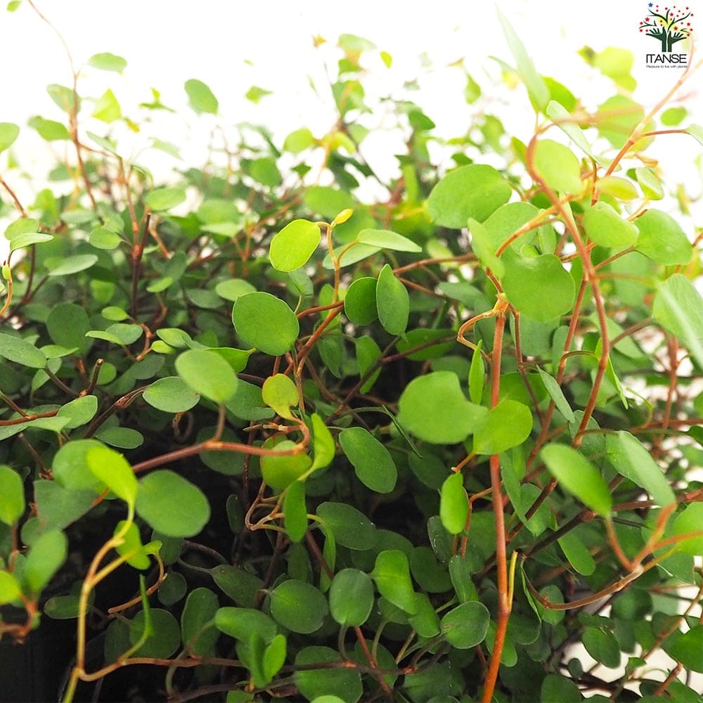 ワイヤープランツ2個～【花苗 9cmポット】｜ 【植物の