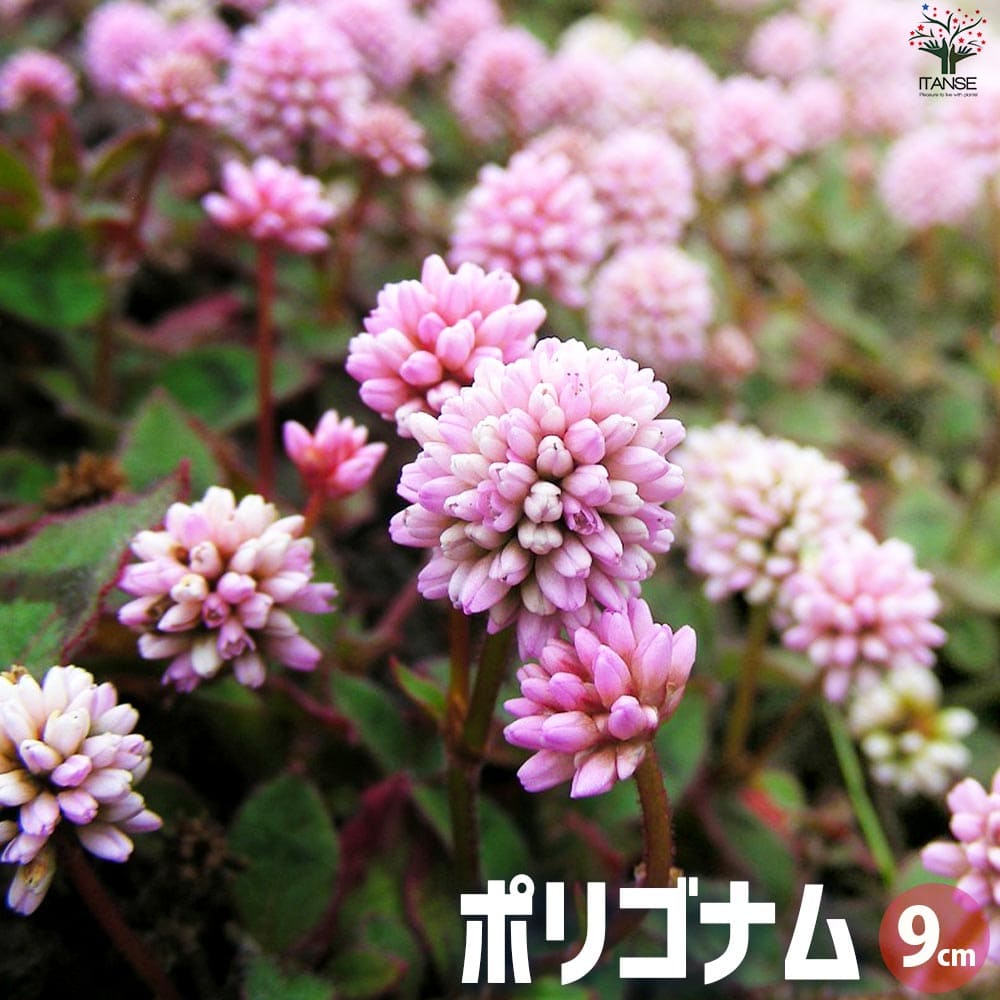 ポリゴナム ヒメツルソバ2個～【花苗 9cmポット】｜ 【植物の