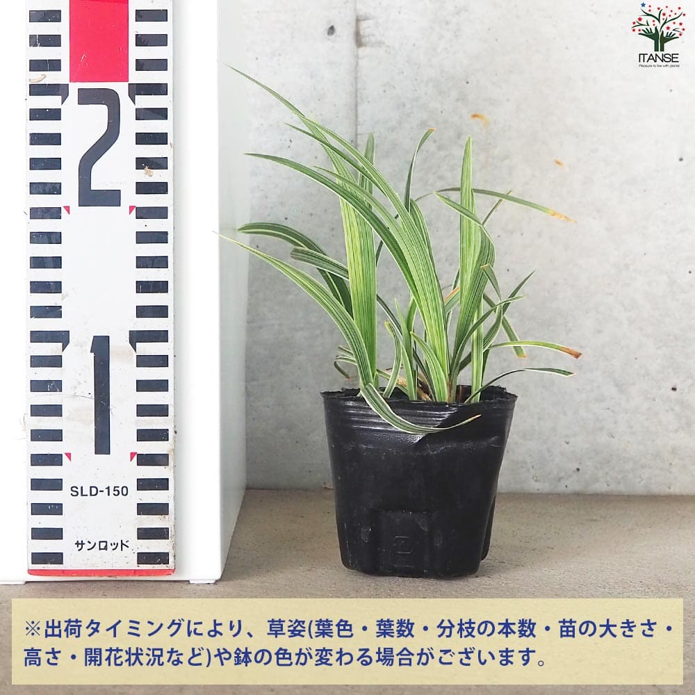 リュウノヒゲ スノードラゴン2個～【花苗 9cmポット】｜ 【植物の