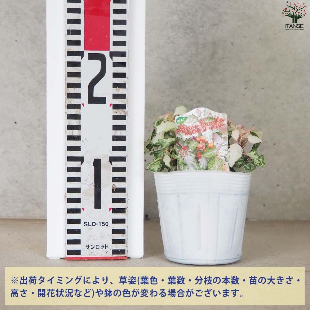 ジュズサンゴ 絣(かすり) 斑入り【花苗 3.5号】｜ 【植物の