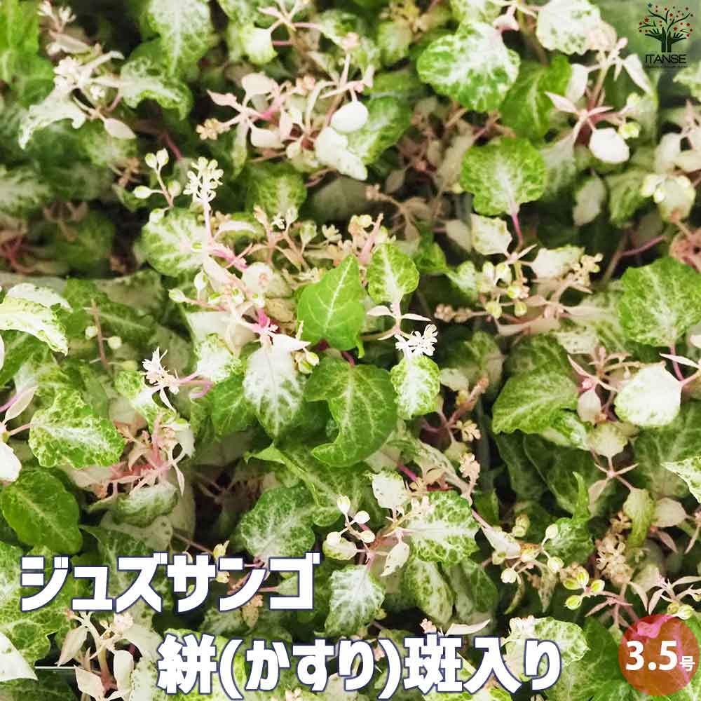 ①超激レア品千寿蘭》レア品種斑入りユッカ限定３個のみ ②超激レア品千寿蘭》レア品種斑入りユッカ限定3個のみ