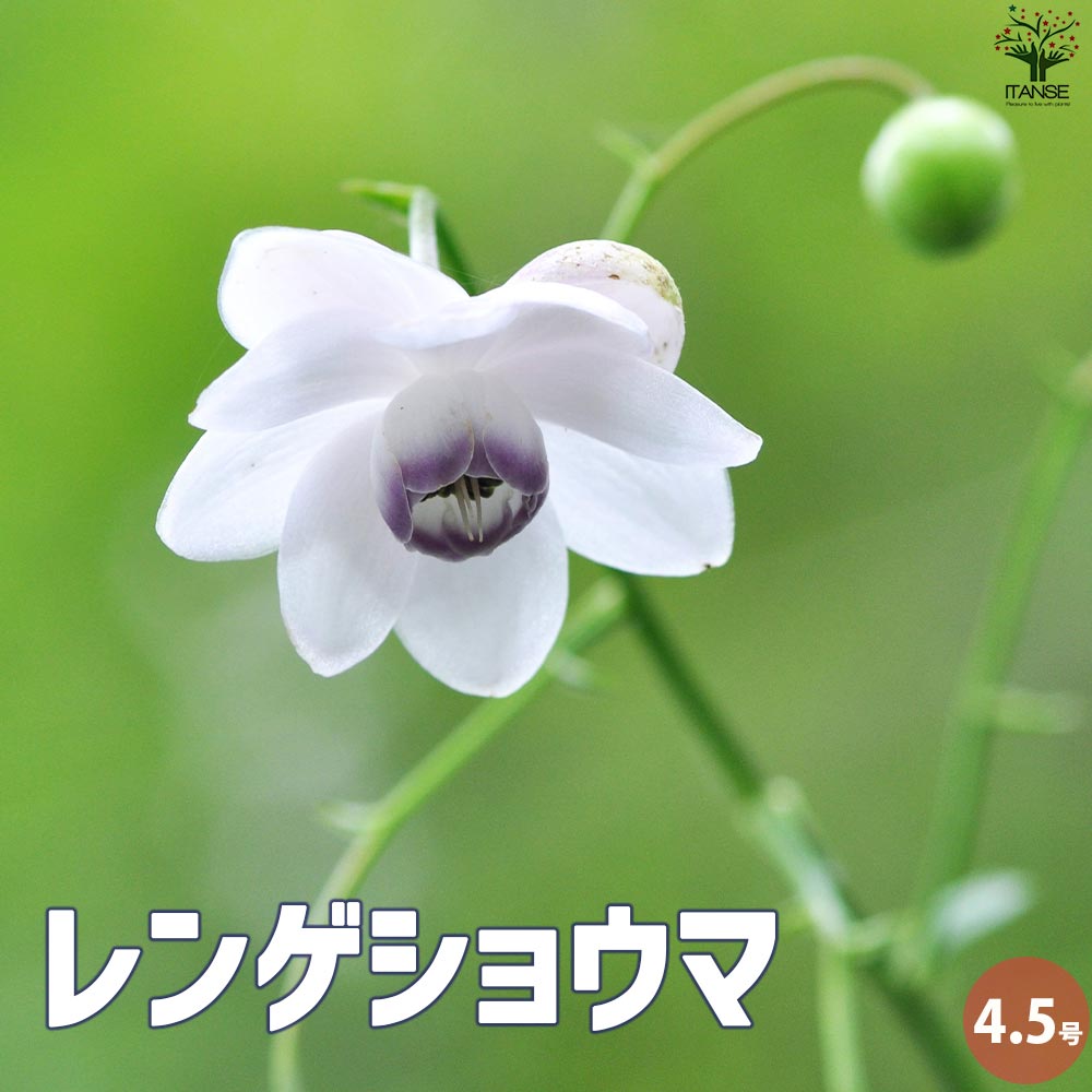 レンゲショウマ【花苗 4.5号鉢】