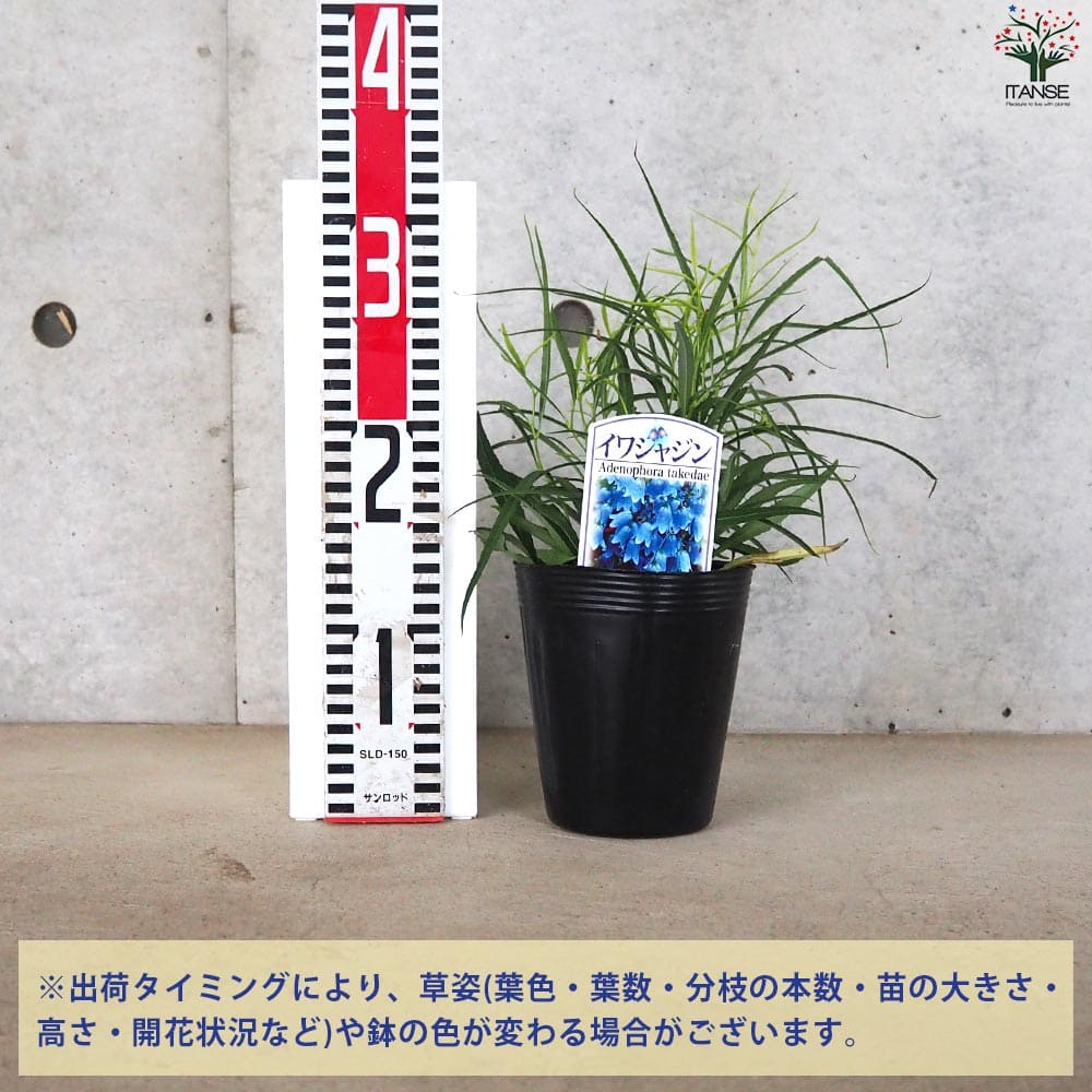 岩沙参 イワシャジン【花苗 4号ポット】｜ 【植物のITANSE】全品
